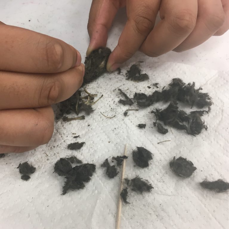 image of student dissecting owl pellets