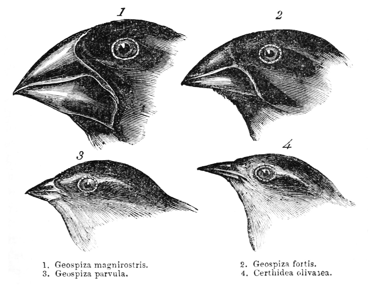 darwin-s-finches-ecoreach-odum-school-of-ecology