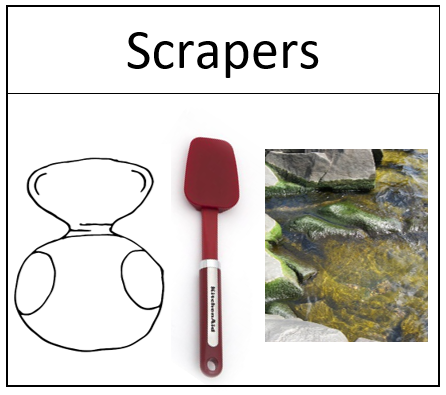 image of scraping feeders