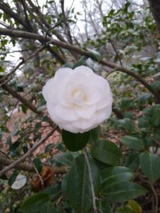image of flower