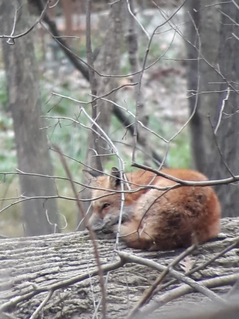 image of red fox curled up on a log in the forest