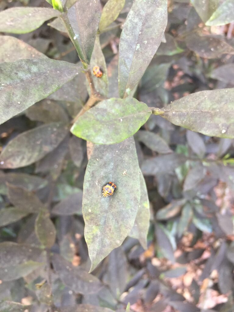 Read more about the article Lady Beetle