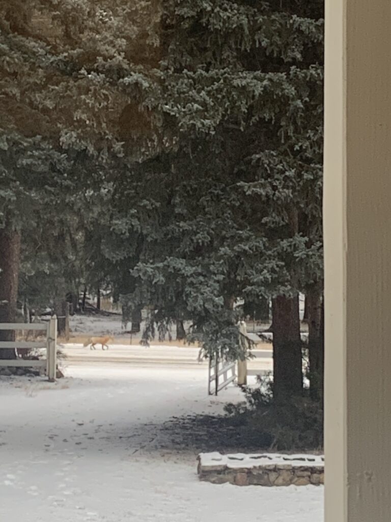 A red fox runs down a snowy winter road