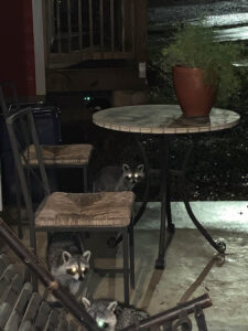 image of three juvenile raccoons explore backyard patio area