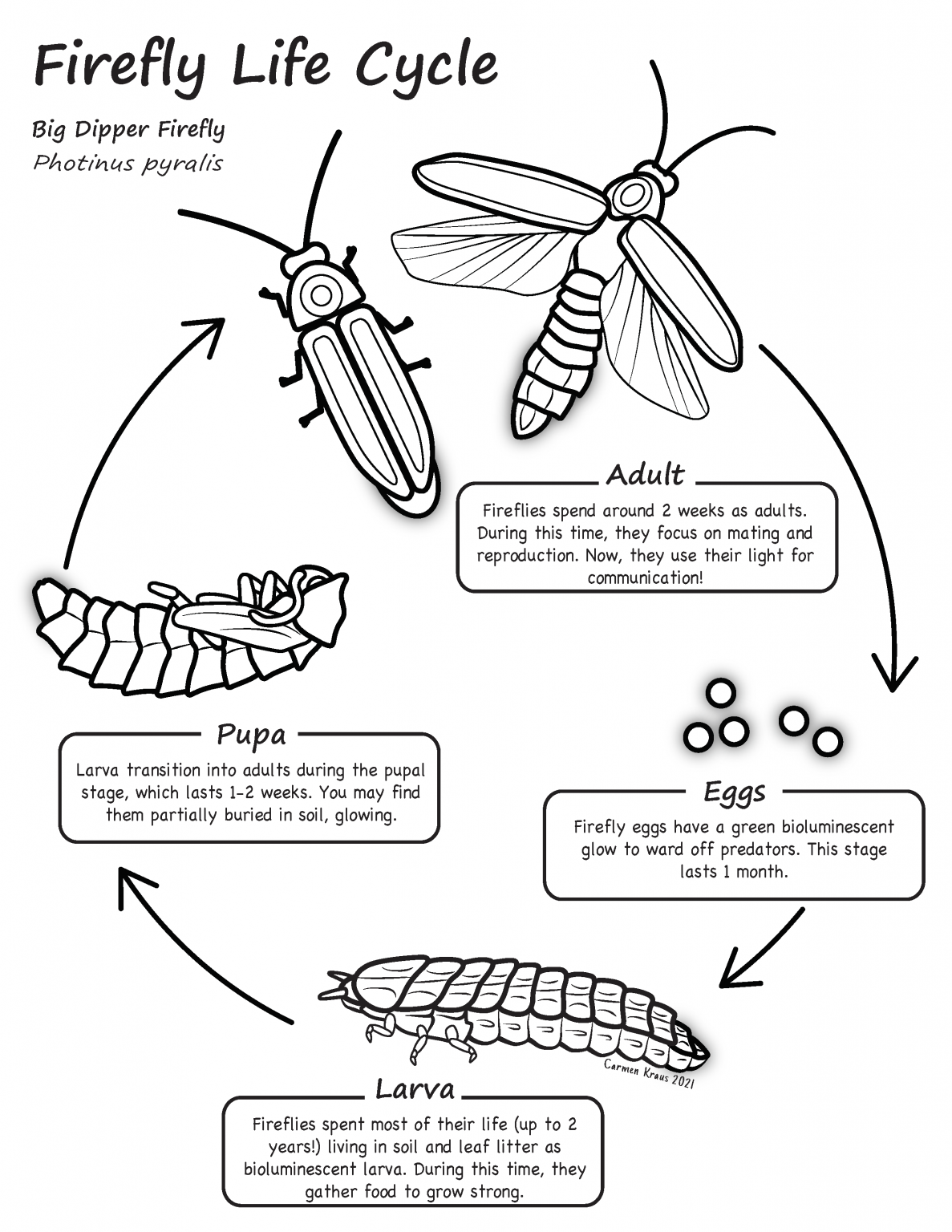 Firefly Monitoring - EcoReach - Odum School of Ecology 