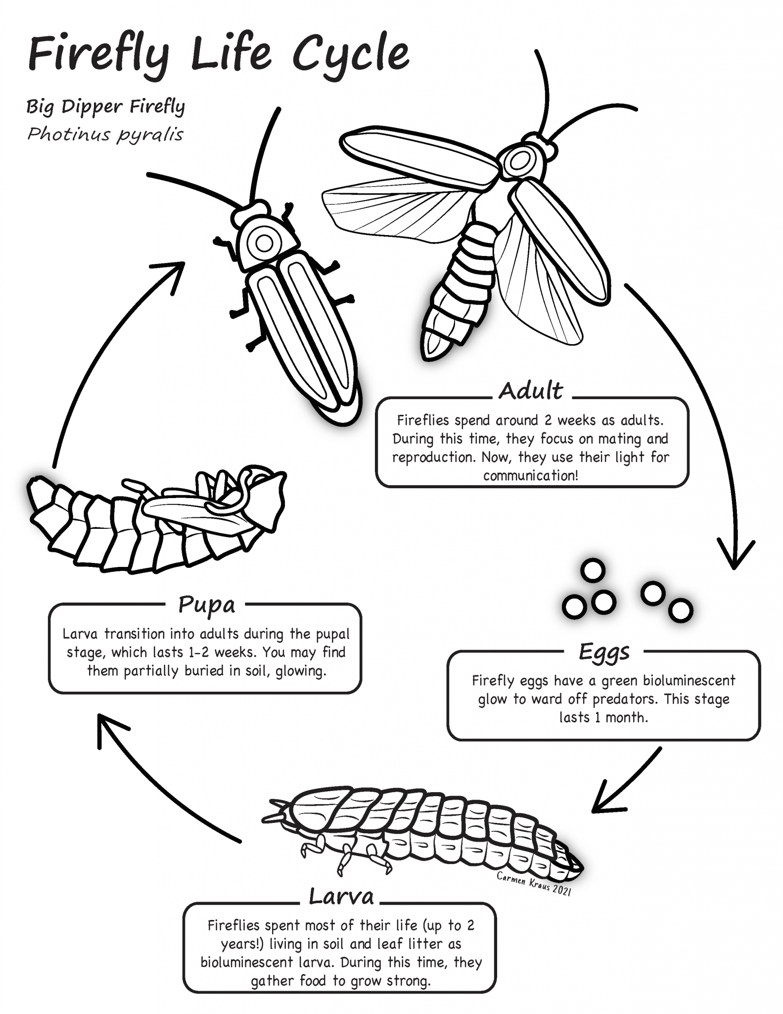 life-cycle-of-a-firefly